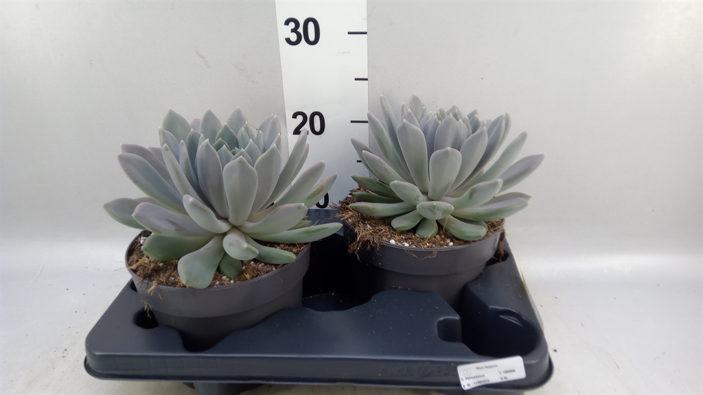 Pachyphytum Draco 17Ø