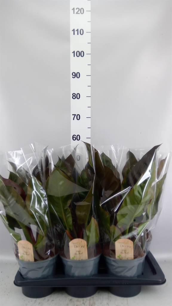 Philodendron St Tropez 17Ø 55cm