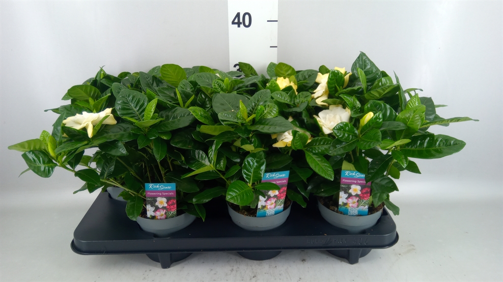 Gardenia 13Ø 26cm