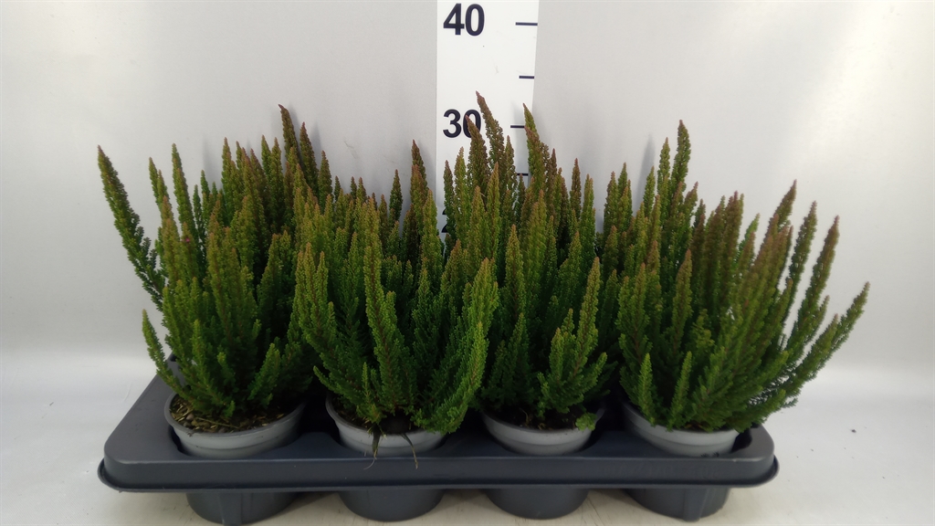 Calluna Skyline Mix 12Ø 28cm
