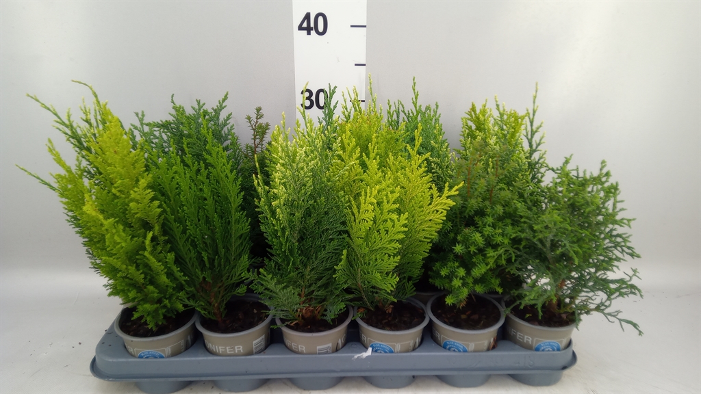 Conifers Mix 9Ø 20cm